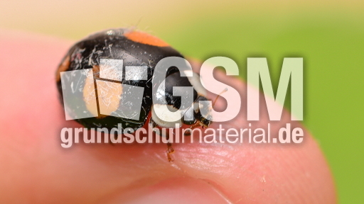 Asiatischer Marienkäfer (23).JPG